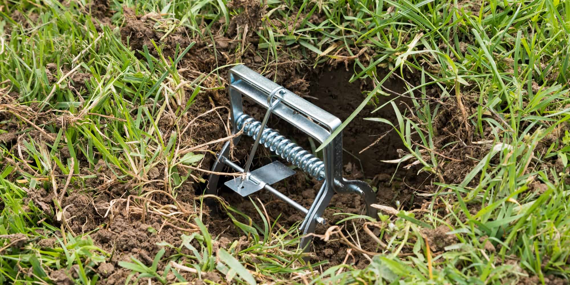 Thought I had a vole problem, turns out it was a mole problem. Traps worked  nonetheless! : r/lawncare