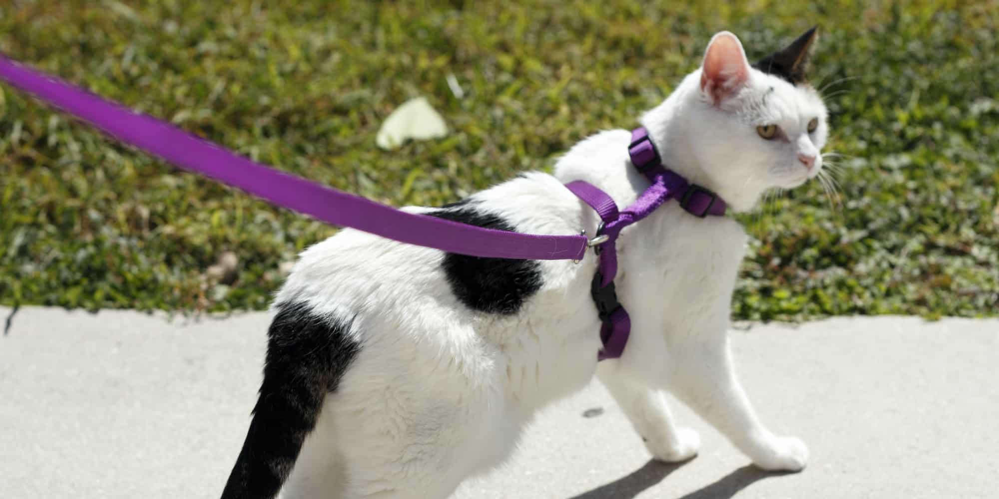 Best Cat Harness in 2020 — Reviews by SolidGuides